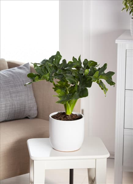 Philodendron bipinnatifidum 'Atom'