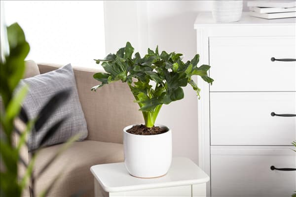 Philodendron bipinnatifidum 'Atom'