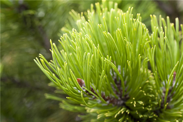 Pinus mugo