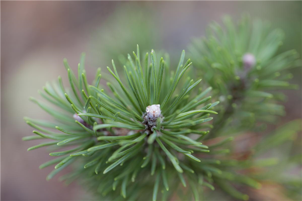 Pinus mugo