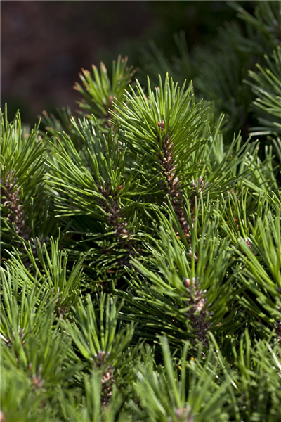 Pinus mugo
