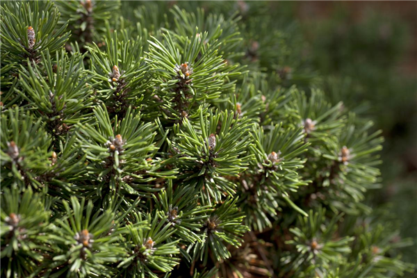 Pinus mugo