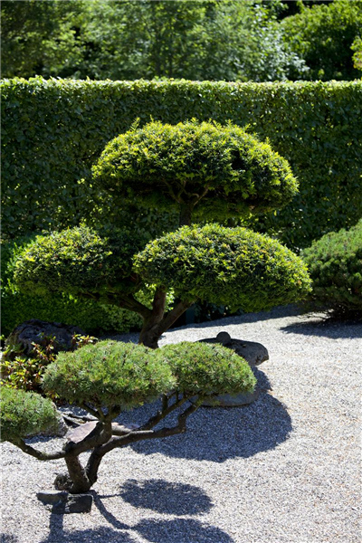Pinus mugo