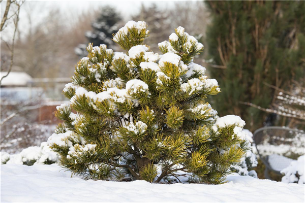 Pinus mugo