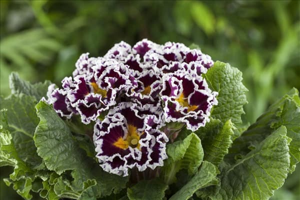 Primula vulgaris 'Sirocco'