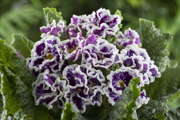 Primula vulgaris 'Sirocco'
