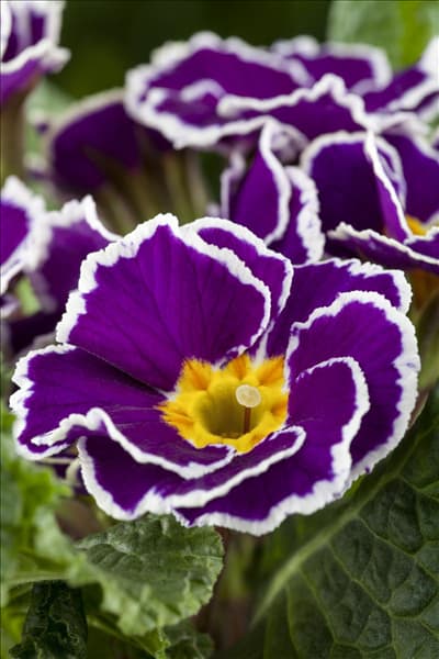 Primula vulgaris 'Sirocco'