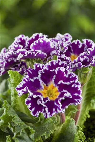 Primula vulgaris 'Sirocco'