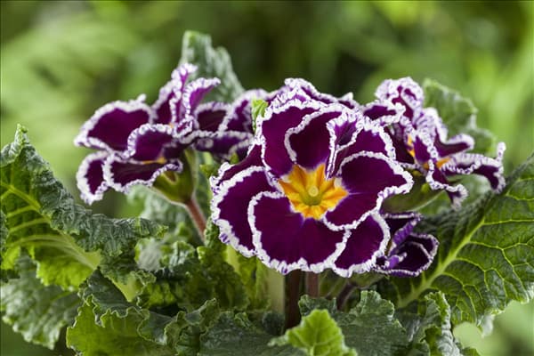 Primula vulgaris 'Sirocco'