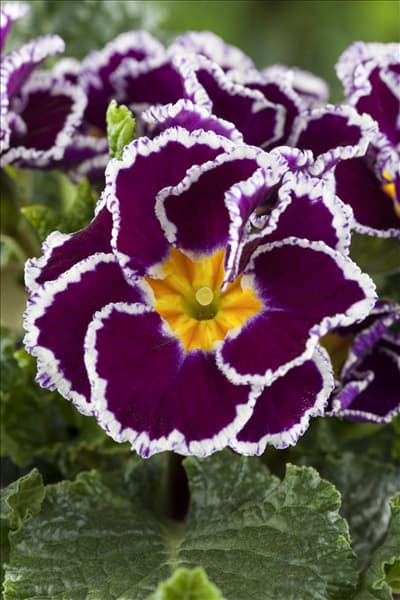 Primula vulgaris 'Sirocco'