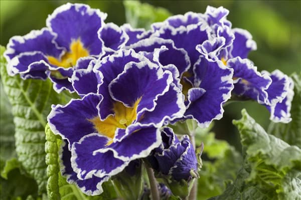 Primula vulgaris 'Sirocco'
