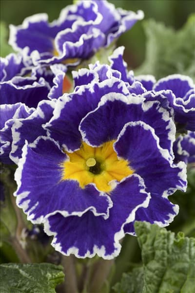 Primula vulgaris 'Sirocco'