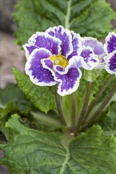 Primula vulgaris 'Sirocco'
