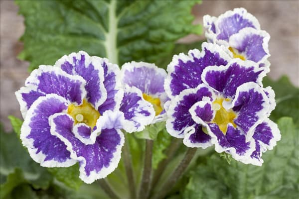 Primula vulgaris 'Sirocco'