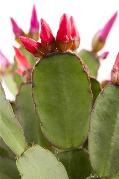 Rhipsalidopsis gaertneri