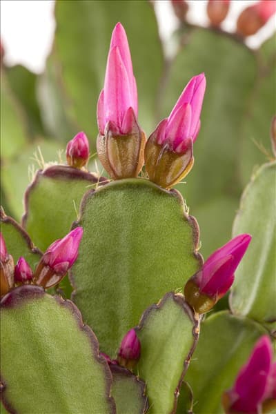 Rhipsalidopsis gaertneri
