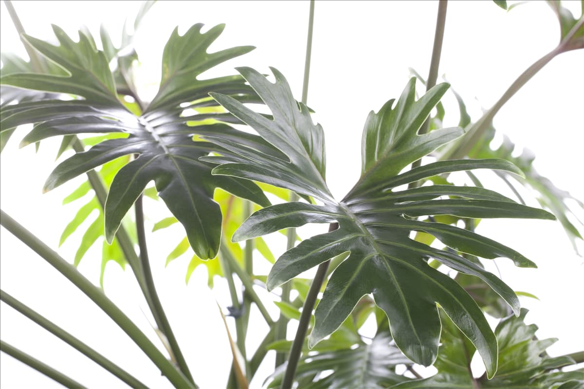 Philodendron bipinnatifidum
