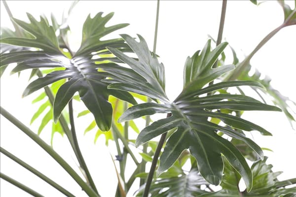 Philodendron bipinnatifidum