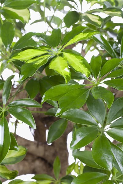 Schefflera arboricola 'Gold Capella'