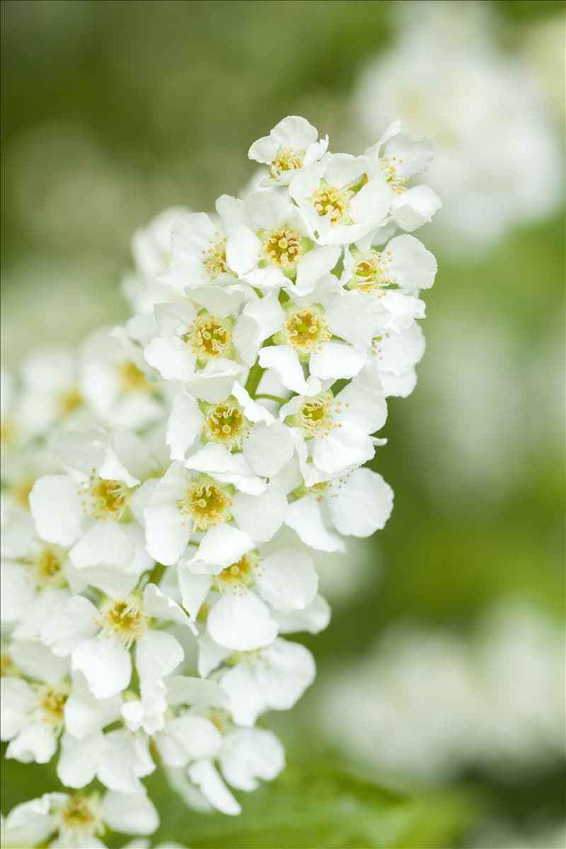 Prunus padus