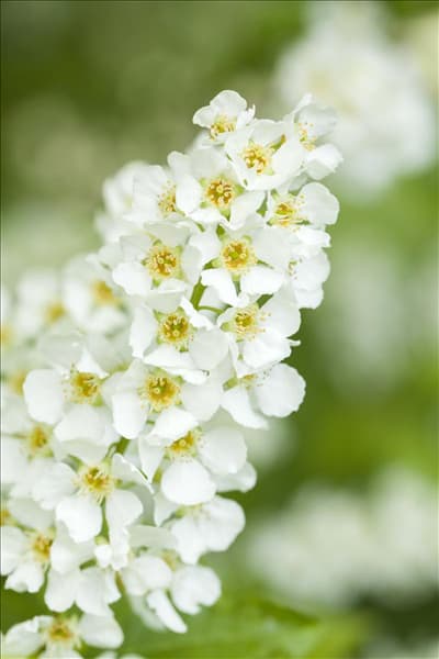 Prunus padus