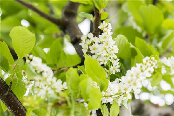 Prunus padus