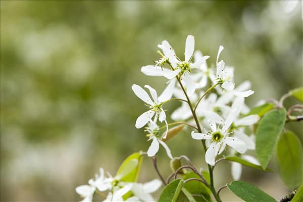 Prunus padus