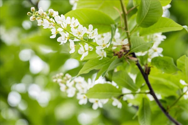 Prunus padus
