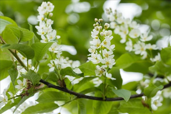 Prunus padus