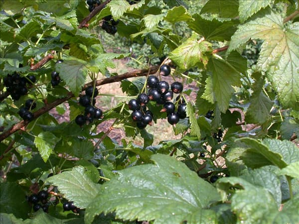 Ribes nigrum 'Dr. Bauers Ometa'(s)