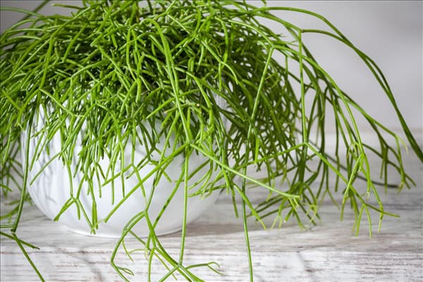 Rhipsalis baccifera