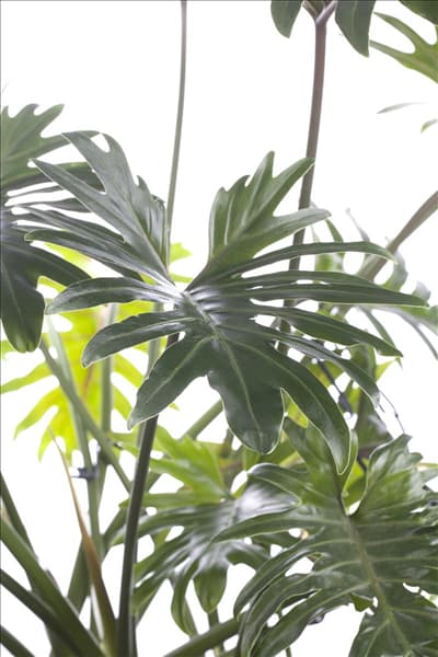 Philodendron bipinnatifidum 'Xanadu'