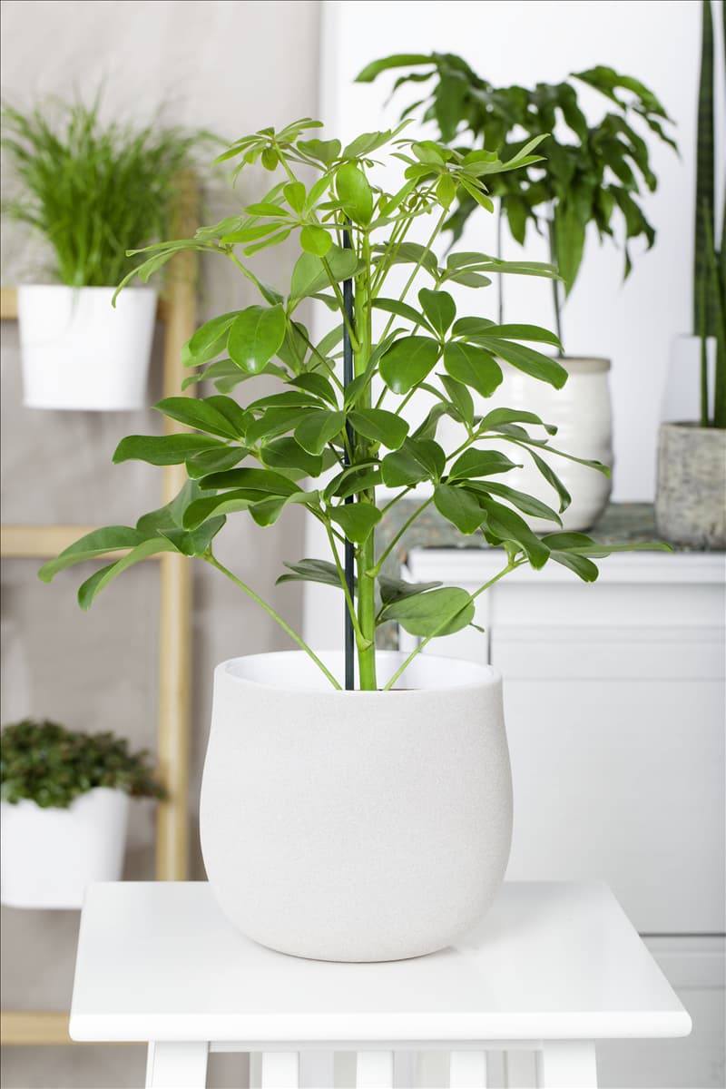 Schefflera arboricola 'Nora'