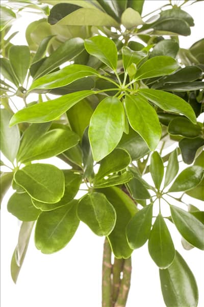 Schefflera arboricola 'Nora'