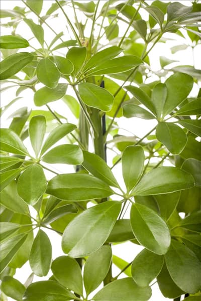 Schefflera arboricola 'Nora'