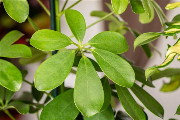 Schefflera arboricola 'Nora'