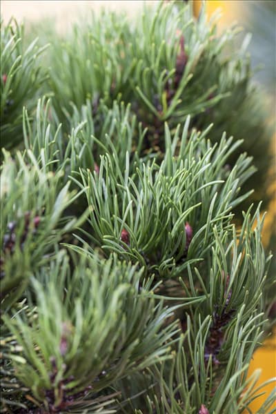 Pinus mugo 'Carsten´s Wintergold'