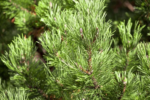 Pinus mugo 'Carsten´s Wintergold'