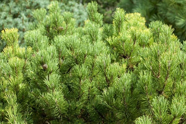 Pinus mugo 'Carsten´s Wintergold'
