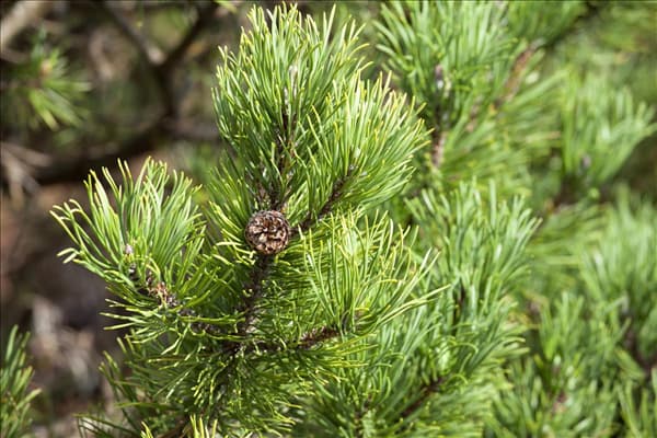 Pinus mugo 'Carsten´s Wintergold'