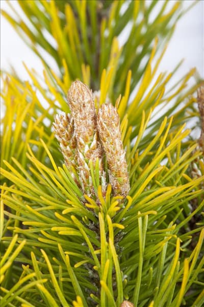 Pinus mugo 'Carsten´s Wintergold'