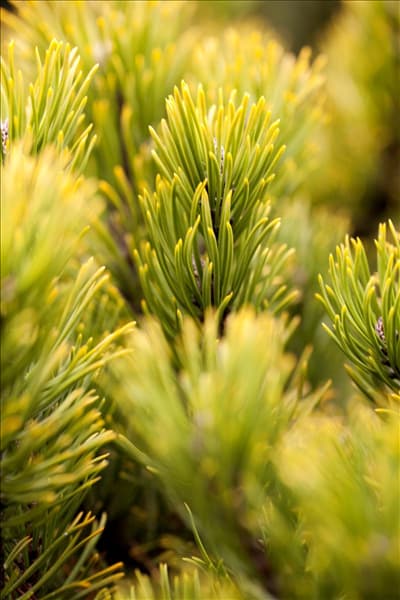 Pinus mugo 'Carsten´s Wintergold'