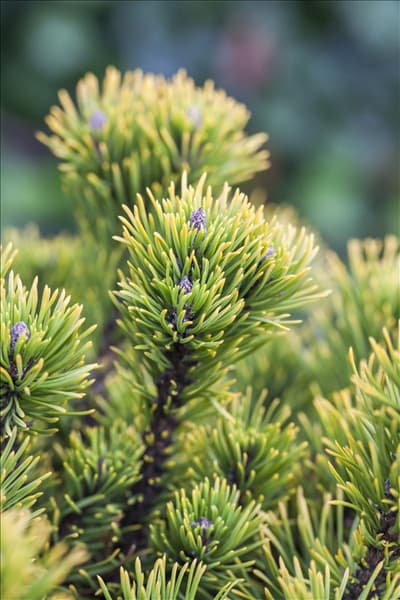 Pinus mugo 'Carsten´s Wintergold'