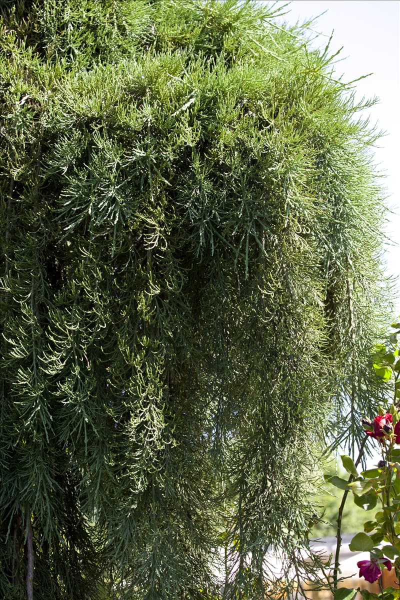 Sequoiadendron giganteum 'Pendulum'