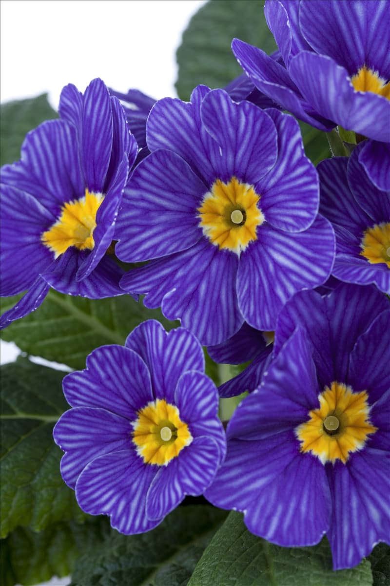 Primula vulgaris 'Zebra Blue'