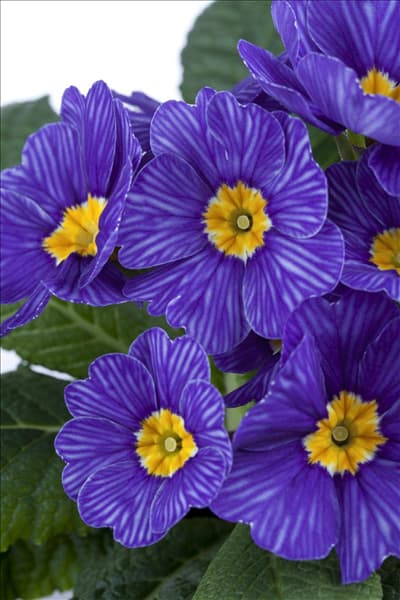 Primula vulgaris 'Zebra Blue'
