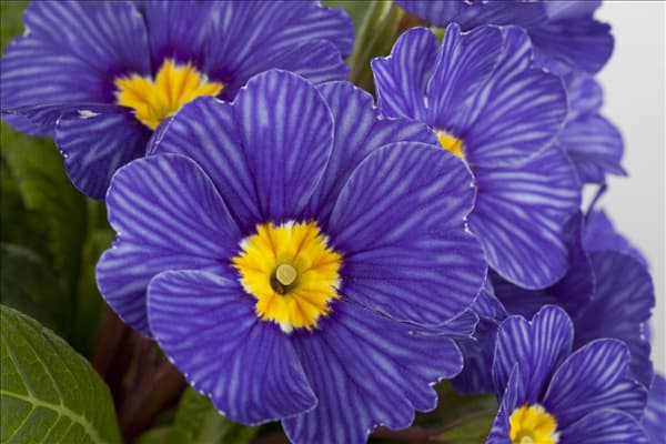 Primula vulgaris 'Zebra Blue'