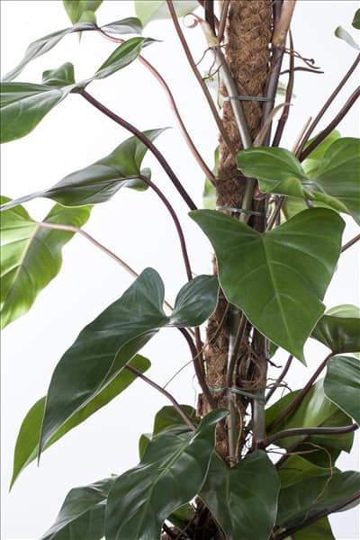 Philodendron erubescens 'Red Emerald'