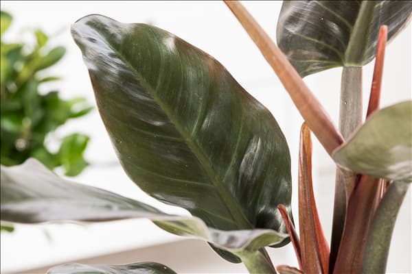 Philodendron erubescens 'Red Emerald'