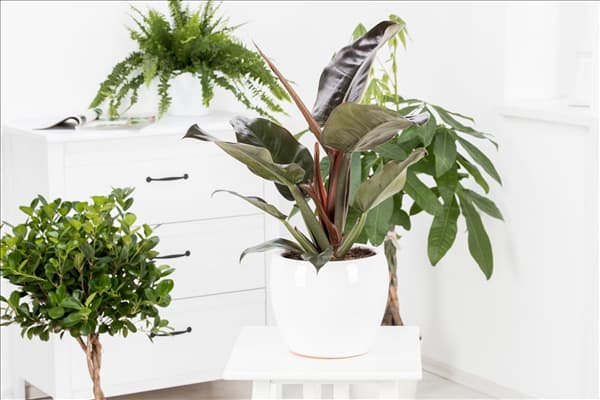 Philodendron erubescens 'Red Emerald'